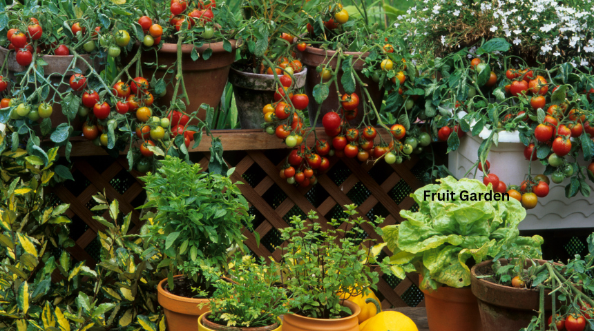 The 10 Best Ideas for Fruit Garden 