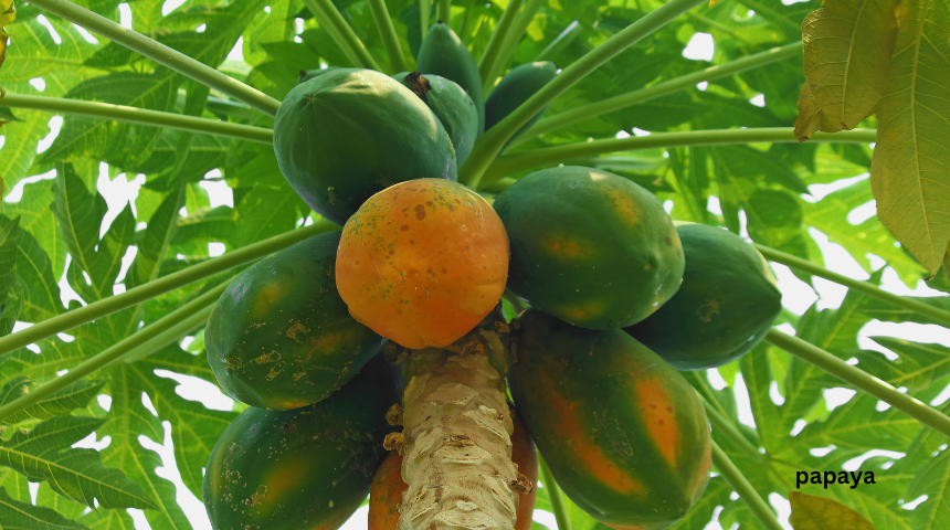 What Is A Tropical Fruit Garden