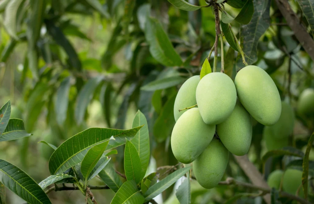 What Is A Tropical Fruit Garden