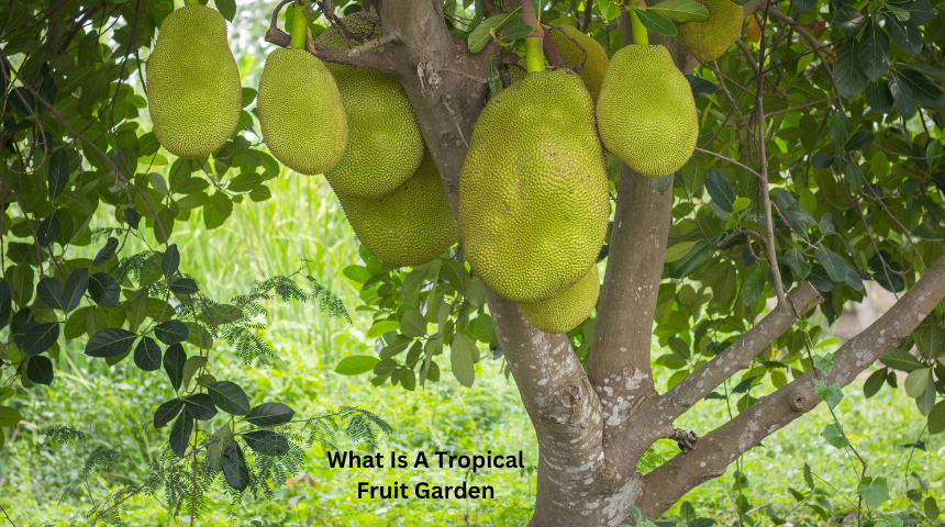 What Is A Tropical Fruit Garden