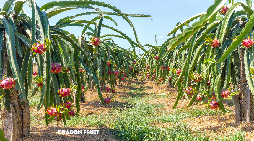 What Is Dragon Fruit and How Do You Eat It