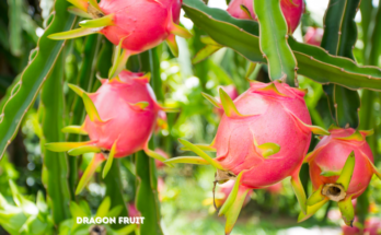 What Is Dragon Fruit and How Do You Eat It