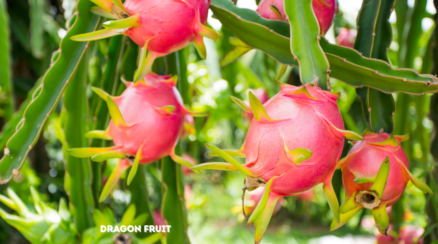 What Is Dragon Fruit and How Do You Eat It