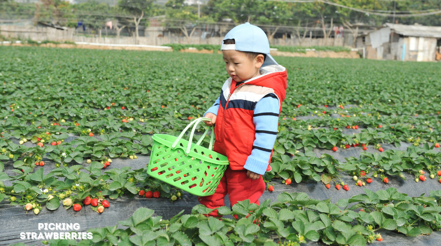 What To Wear To Pick Strawberries?  