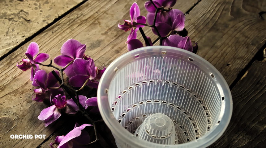 Why Do Orchid Pots Have Holes?