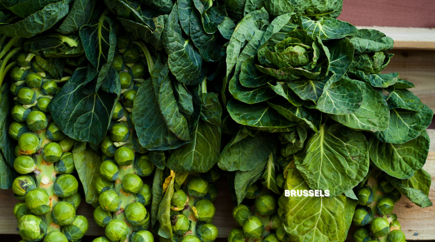 How To Plant And Grow Brussels Sprouts?