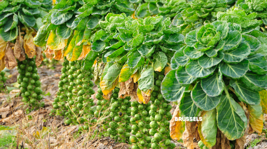 How To Plant And Grow Brussels Sprouts?