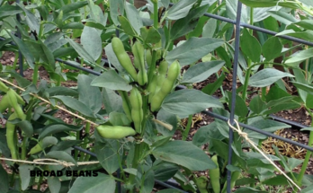 How To Grow Broad Beans