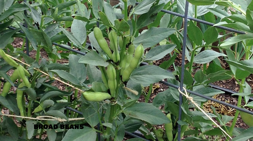 How To Grow Broad Beans