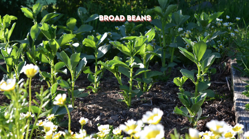 How To Grow Broad Beans