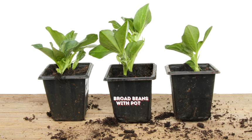 How To Grow Broad Beans