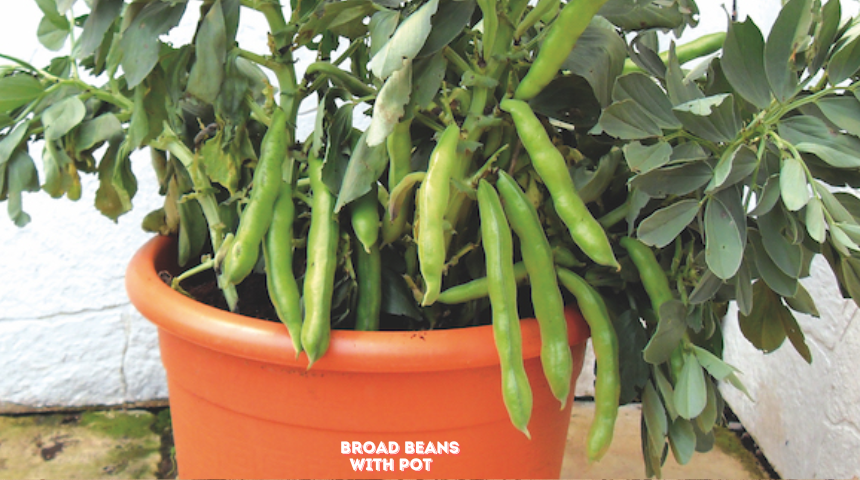 How To Grow Broad Beans