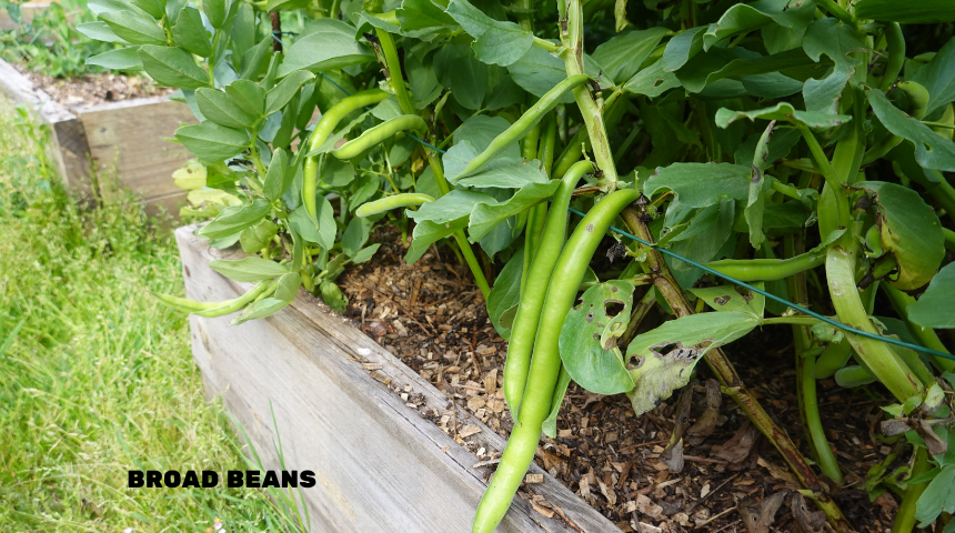 How To Grow Broad Beans