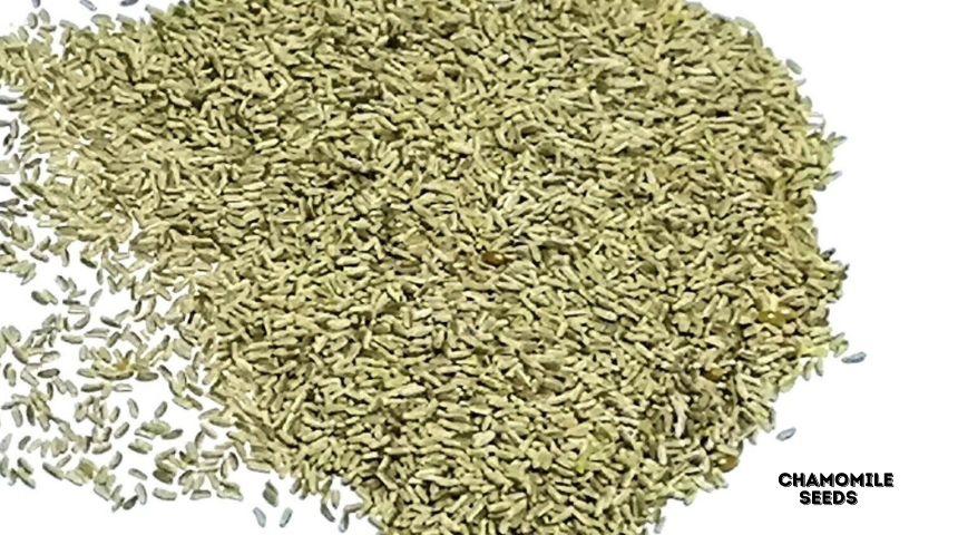 What Do Chamomile Seeds Look Like