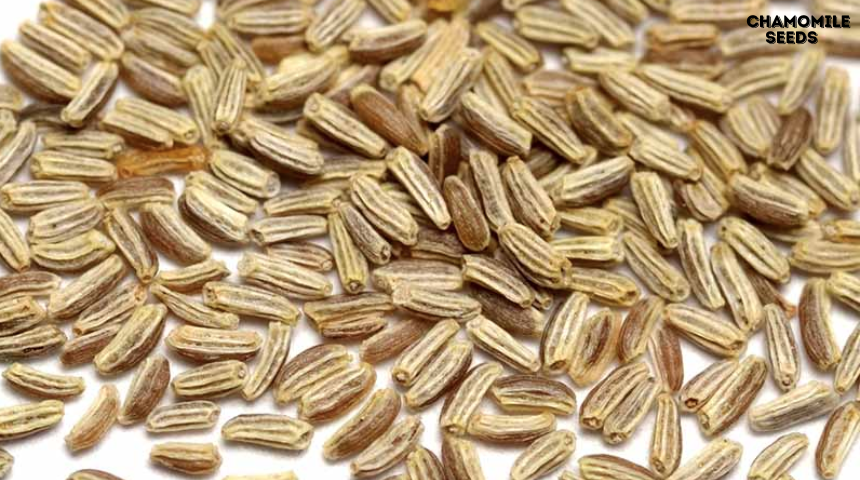 What Do Chamomile Seeds Look Like