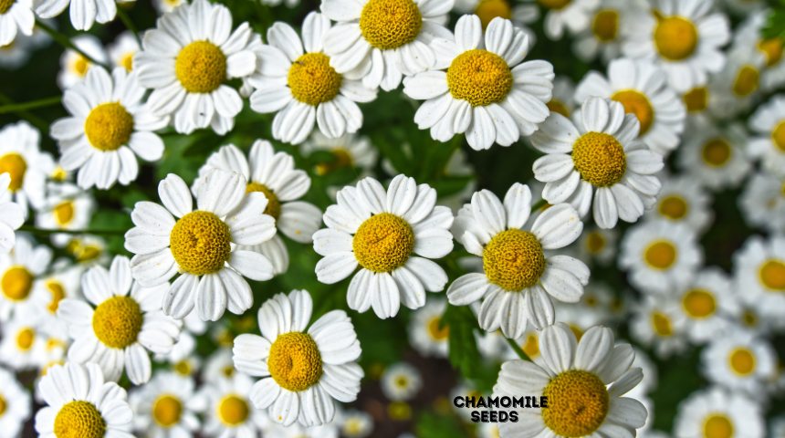 What Do Chamomile Seeds Look Like