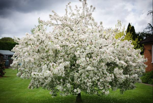 How Long Do Crabapple Trees Live