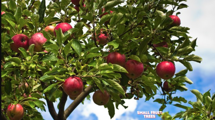 How To Grow And Care for Small Fruit Trees