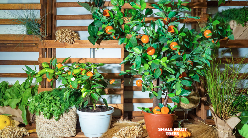 How To Grow And Care for Small Fruit Trees