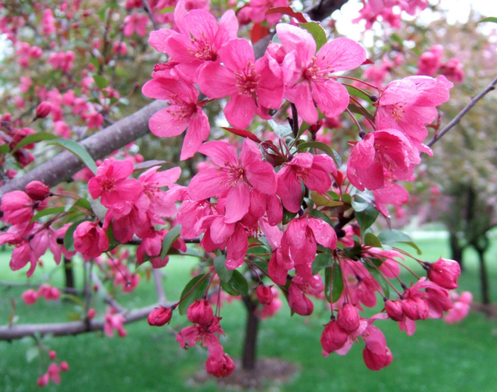 How Long Do Crabapple Trees Live