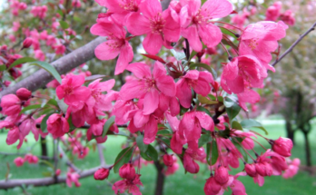 How Long Do Crabapple Trees Live