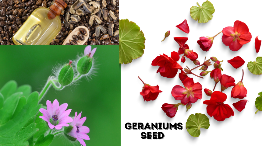 How To Get Seeds From Geraniums