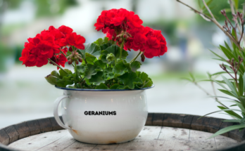 How To Get Seeds From Geraniums