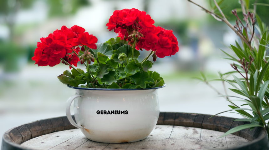 How To Get Seeds From Geraniums