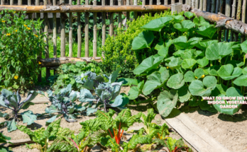 What To Grow In Your Indoor Vegetable Garden