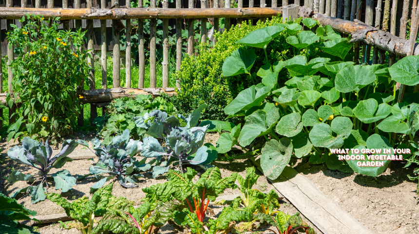 What To Grow In Your Indoor Vegetable Garden