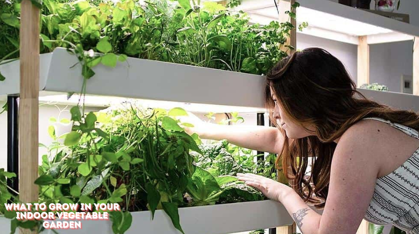 What To Grow In Your Indoor Vegetable Garden