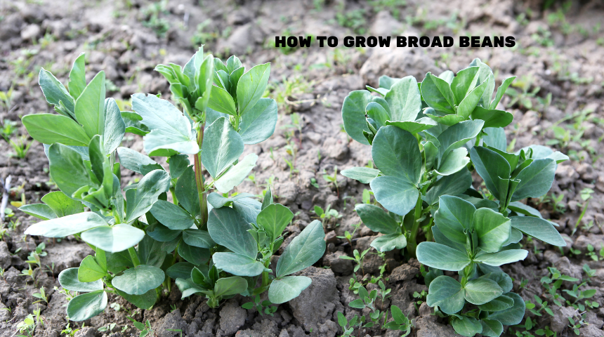 How To Grow Broad Beans