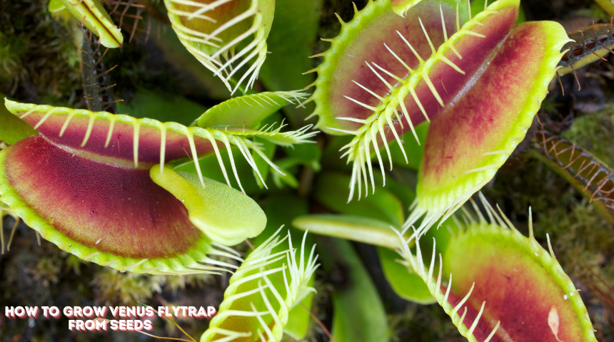 How To Grow Venus Flytrap From Seeds