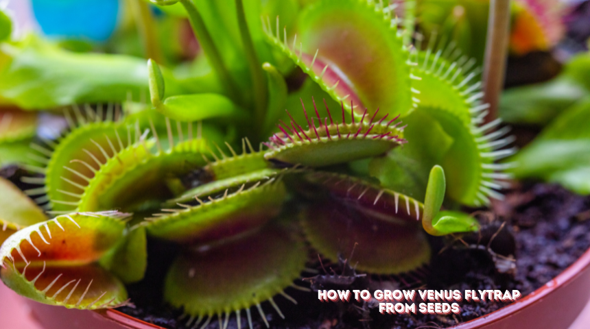 How To Grow Venus Flytrap From Seeds