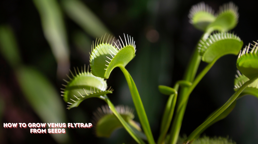 How To Grow Venus Flytrap From Seeds