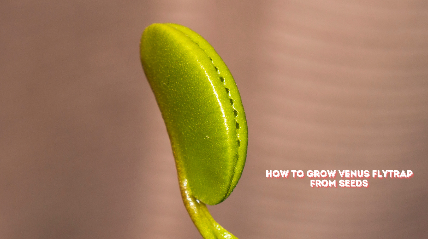 How To Grow Venus Flytrap From Seeds