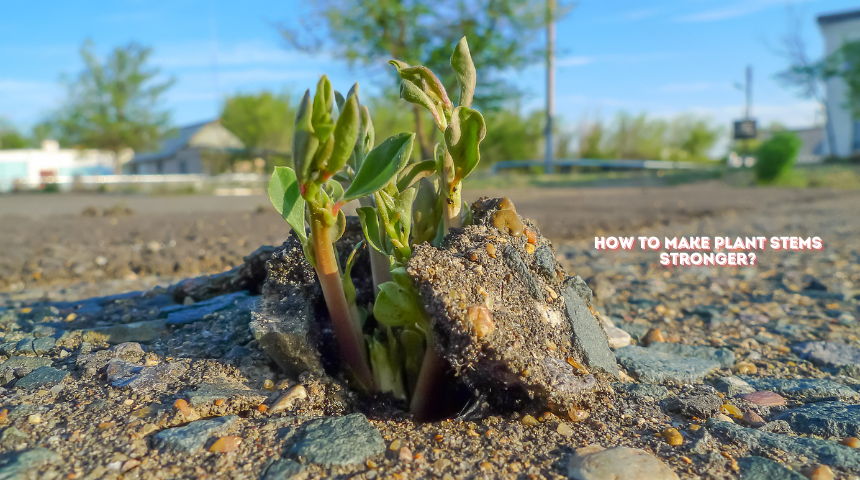 How To Make Plant Stems Stronger?