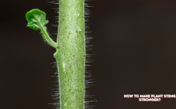 How To Make Plant Stems Stronger