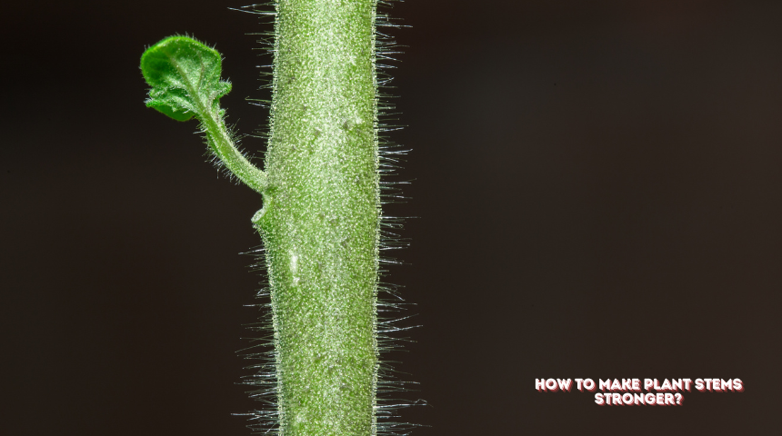 How To Make Plant Stems Stronger