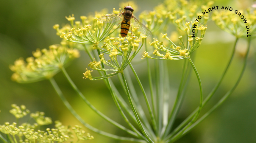 How To Plant And Grow Dill