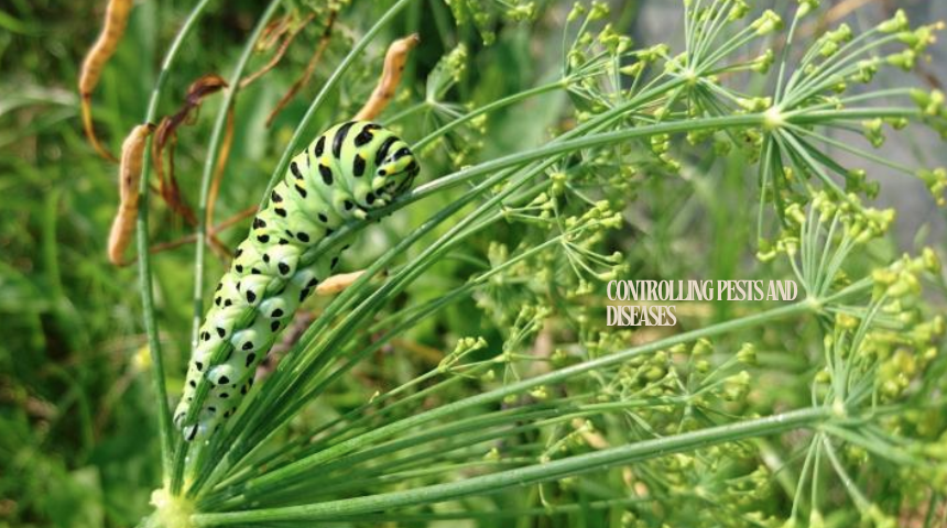 How To Plant And Grow Dill 