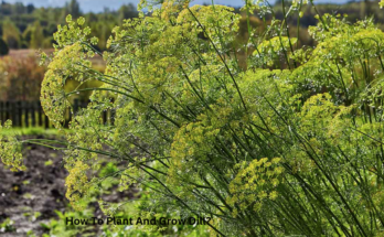 How To Plant And Grow Dill