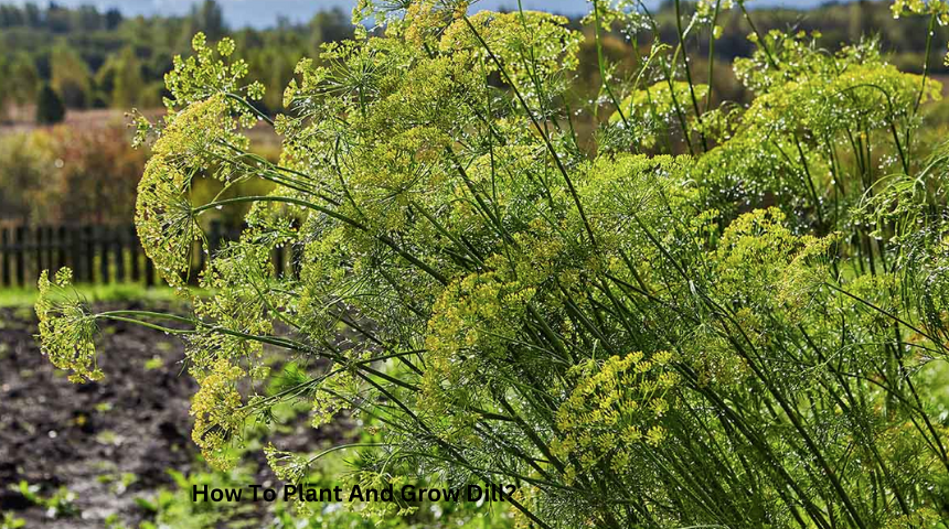 How To Plant And Grow Dill