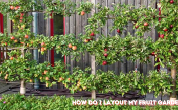 How do I layout my Fruit Garden