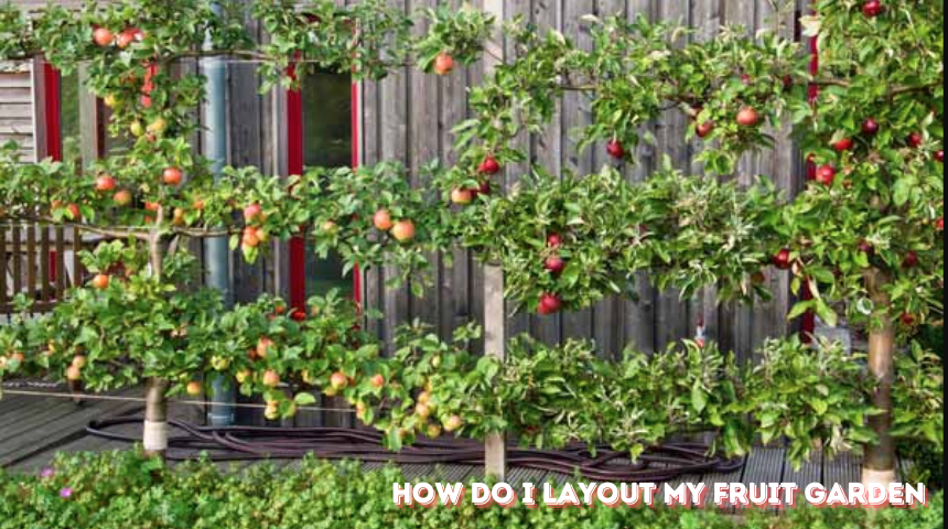 How do I layout my Fruit Garden