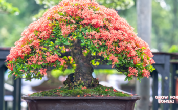 How to Grow Bonsai