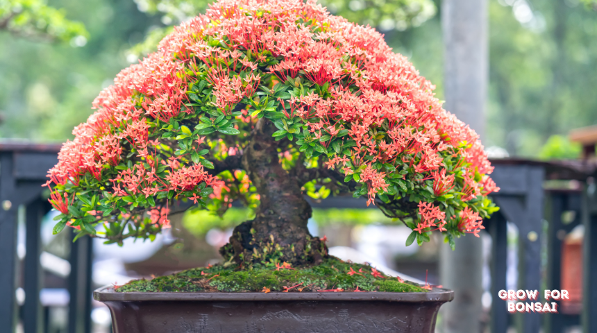 How to Grow Bonsai