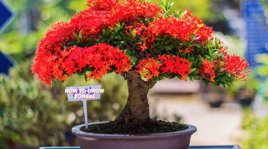 How to Grow Bonsai