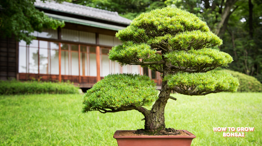 How to Grow Bonsai