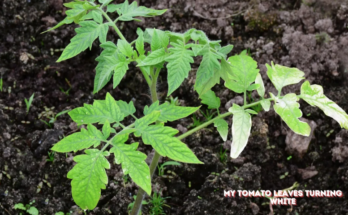 Why Are My Tomato Leaves Turning White